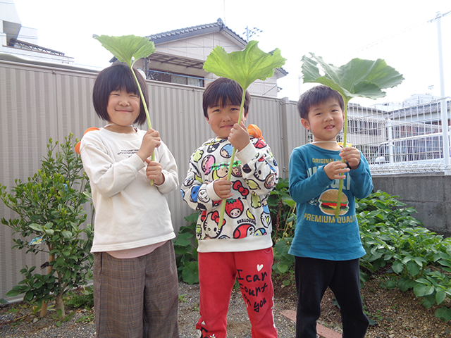 畑でふきとり、傘みたい(^^)