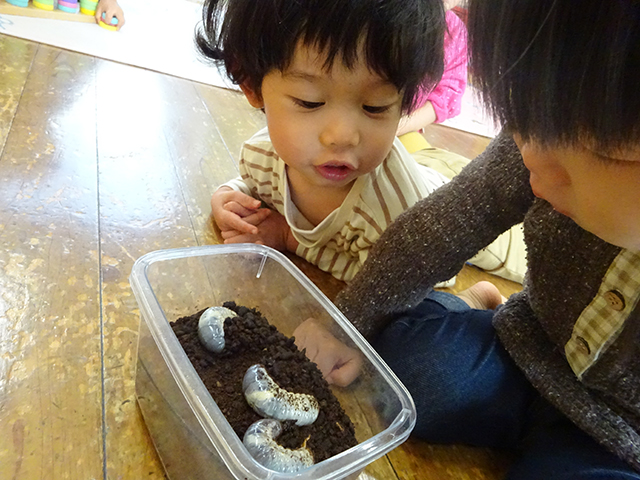 カブトムシの幼虫！