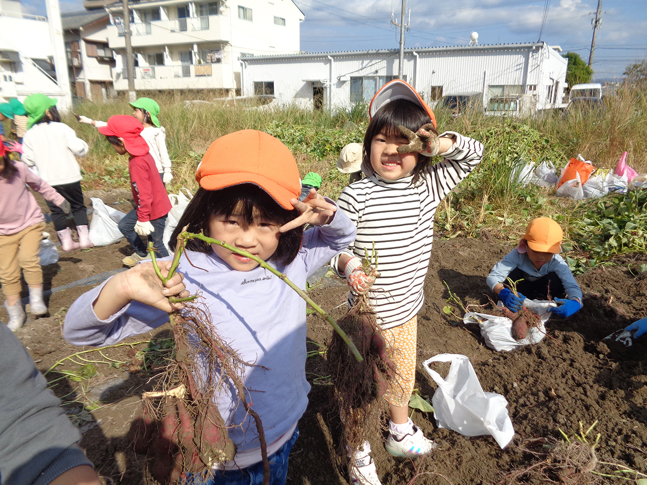 おいもいっぱい穫れたよー！