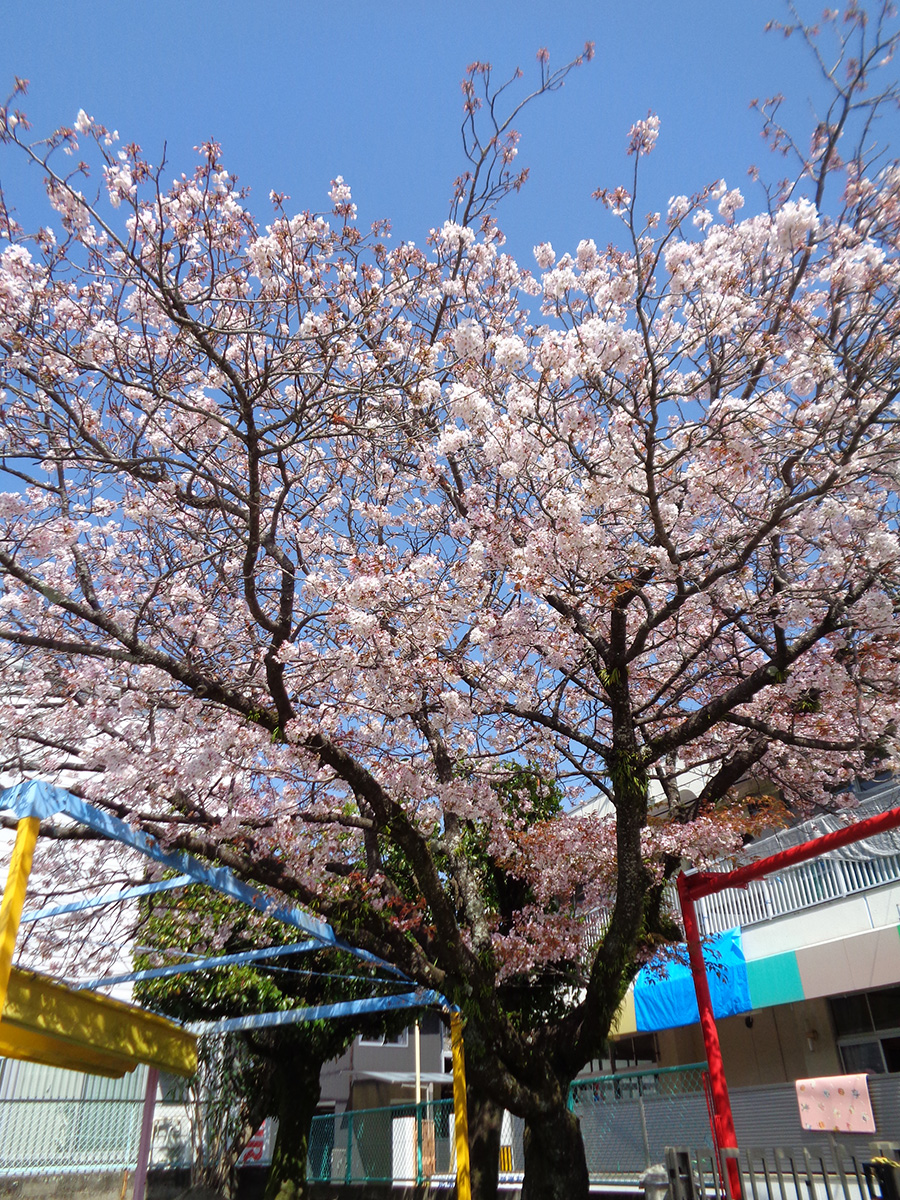 春には桜が満開です